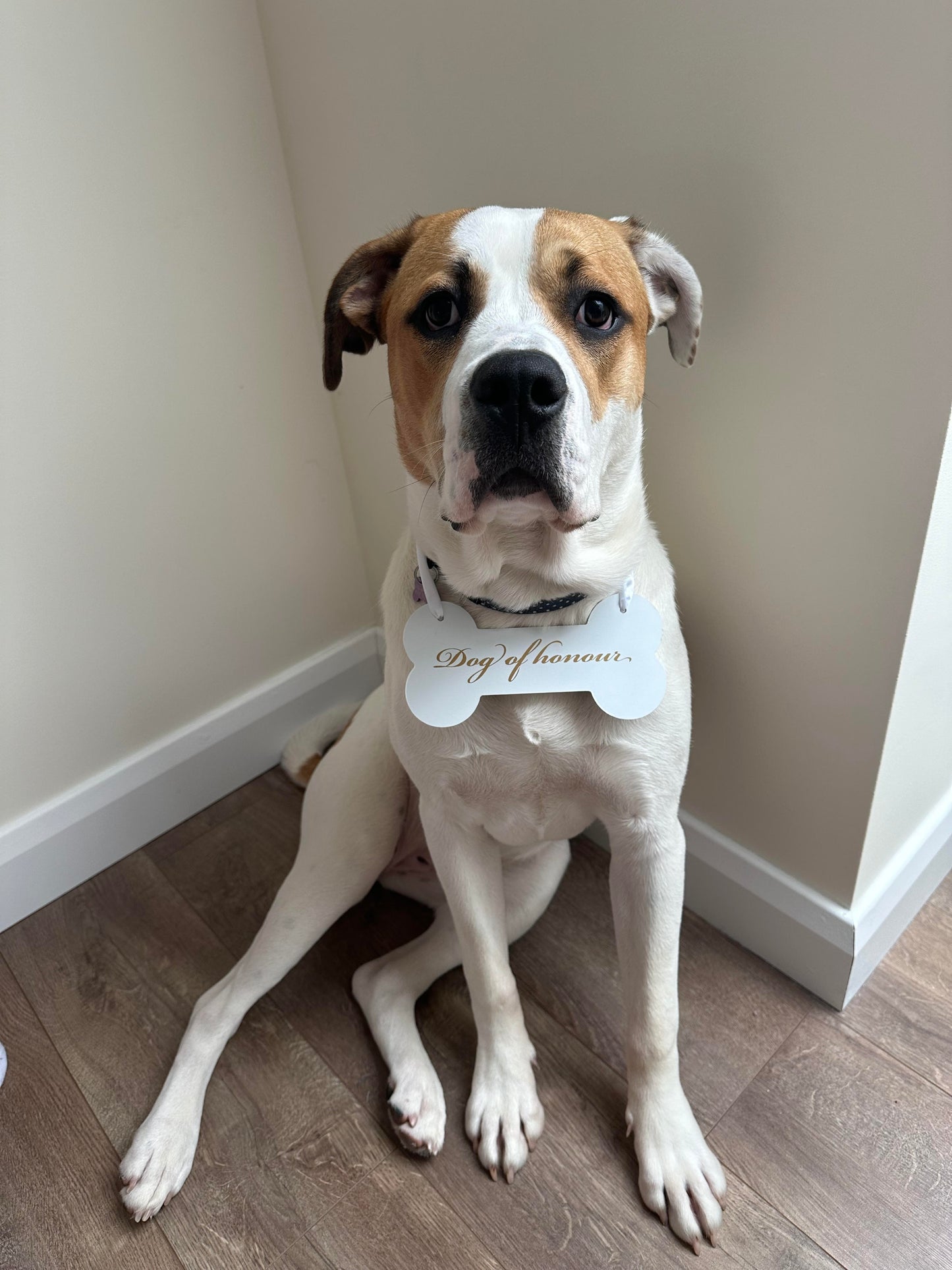 Dog of Honour Wedding Sign